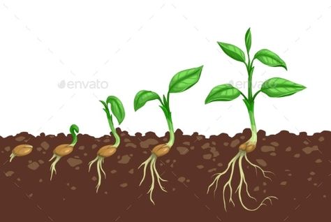 Seed Growth Illustration, Seed Growing Illustration, Soil Drawing, Carrot Seedlings, Seed Illustration, Seed Growing, Grafting Plants, Plant Cartoon, Graphic Design Portfolio Cover