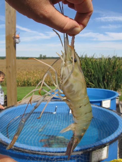 Some farmers growing shrimp in Midwestern ponds say they do it for love, not money. Despite recent advances in feed and efforts by several states to make shrimp-farming here a viable business, it's still fraught with too much economic risk to attract many growers. Shrimp Farming, Aquaponics Greenhouse, Aquaponics Fish, Aquaponics Diy, Aquaponic Gardening, Fish Farm, Cash Crop, Permaculture Design, Aquaponics System