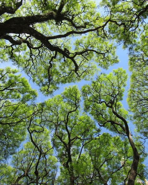 Notice those distinctive patterns in the tree canopy? This phenomenon is known as "Crown Shyness." 🌳

In certain tree species, the canopy naturally forms channels of space, ensuring that branches remain separate and distinct gaps form.

Scientists have discussed this occurrence since the 1920s, and it remains not fully understood.


#YourPlanetEarth #NatureLover Tree Canopy Illustration, Crown Shyness Trees, Canopy Of Trees, Tree Perspective, Crown Shyness, Texas Trees, Tree Structure, Tree Species, Tree Canopy