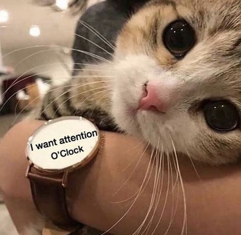 Wholesome Relationship Pictures, Cuddling Meme, Attention Meme, I Want Attention, I Need Attention, Send To Him, Flirty Memes, Text Memes, Pretty When You Cry