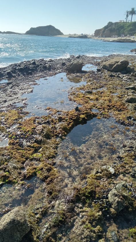 Tide pools Port Damali, Tide Pool, Cave System, Kelp Forest, Celtic Culture, Half Moon Bay, Sea Witch, Tide Pools, Rock Pools