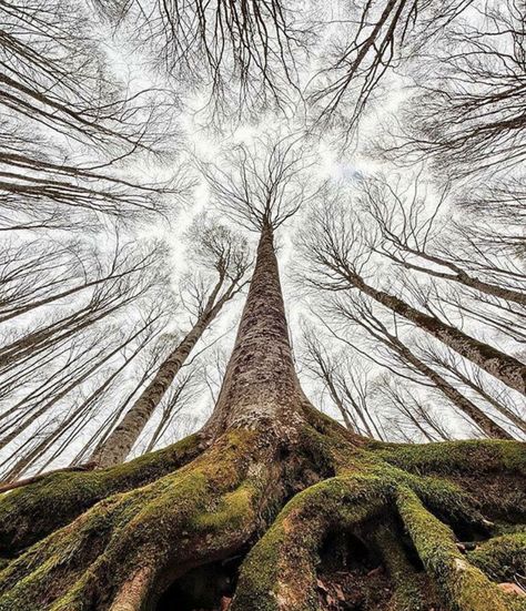 숲 사진, Worms Eye View, Amazing Trees, Beautiful Trees, Unique Trees, Forest Floor, Tree Forest, Beautiful Tree, Tree Art