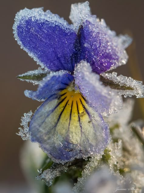 Iced Flowers, Frost Flowers, Frozen Flowers, Ice Flowers, Violet Garden, Picked Flowers, Beautiful Scenery Photography, Snow Flower, Nice Weekend