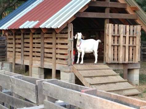 Goat barn, pallets Pygmy Goat House, Goat Playground, Sheep Pen, Goat Toys, Keeping Goats, Goat Shed, Livestock Shelter, Goat Shelter, Goat Pen