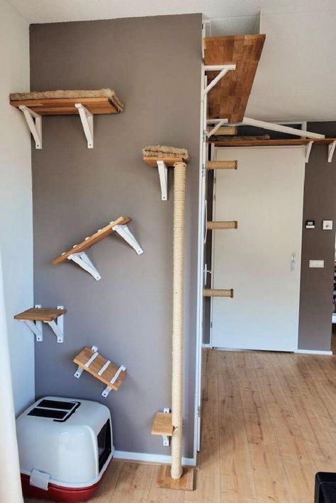 16 Creative Diy Cat Shelves And Cat Wall Ideas Cat Tower Diy, Diy Cat Wall Ideas, Diy Rock Climbing Wall, Diy Cat Wall, Diy Cat Furniture, Diy Cat Shelves, Cat Furniture Ideas, Diy Climbing Wall, Floating Cat Shelves