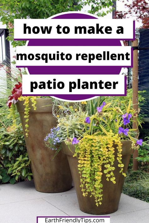 How To Arrange Plants In Garden, Plants That Repel Mosquitos, Plants That Repel Flies, Plants That Repel Mosquitoes, Insect Repellent Plants, Diy Mosquito Repellent, Plants That Repel Bugs, Mosquito Plants, Mosquito Repelling