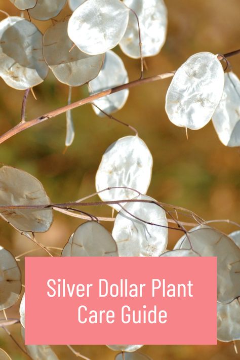 Looking for a stylish and easy-to-care-for houseplant? Look no further than the Silver Dollar Plant! Its striking foliage and low-maintenance nature make it the perfect addition to any indoor space. 🪴 #SilverDollarPlant #Houseplants #IndoorGardening Silver Dollar Plant, Dollar Plant, Money Plants, Plant Care Guide, Biennial Plants, Silver Dollar Eucalyptus, Invasive Plants, Money Plant, Moon Garden