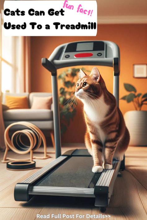 An image showing a cat on a treadmill  and stating that this it is possible to train cats to use a treadmill Cat Allergies, A Walk, Treadmill, A Cat, Allergies, Feline, Fun Facts, Human, Turn Ons