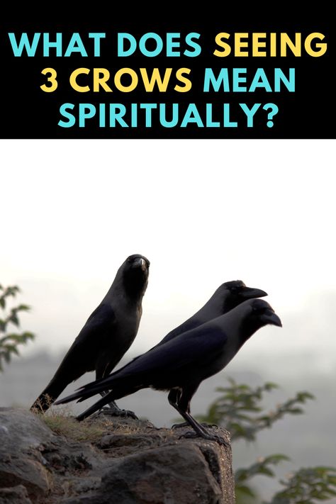 Three Crows Meaning, 3 Crows Spiritual Meaning, 3 Crows Meaning, Crows Meaning, Crow Meaning, Rebuilding Yourself, Three Crows, Crow Core, Totem Animals