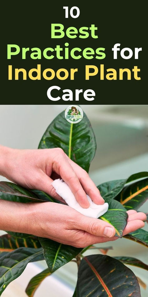 "Discover the 10 Best Practices for Indoor Plant Care to keep your  greenery thriving! This comprehensive indoor plant care guide covers  essential tips for maintaining a healthy indoor garden, including an  effective indoor plant care routine and a handy indoor plant care  chart. Learn how to adapt your indoor plant care during winter to  ensure your plants flourish year-round. Perfect for both beginners and  seasoned plant enthusiasts!" Plant Care Chart, Indoor Plant Care Guide, Indoor Cactus Plants, Indoor Tropical Plants, Plant Jungle, Indoor Orchids, Plant Care Guide, Plants Care, Houseplant Care