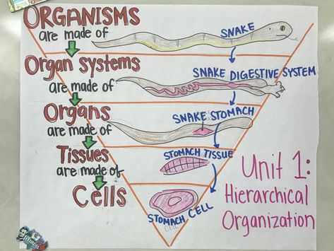 Citing Sources Anchor Chart, Biology Charts For Classroom, Cell Theory Anchor Chart, Body Systems Anchor Chart, Plant And Animal Cells Anchor Chart, Biology Experiments, Life Science Middle School, Teaching Middle School Science, Elementary Science Classroom