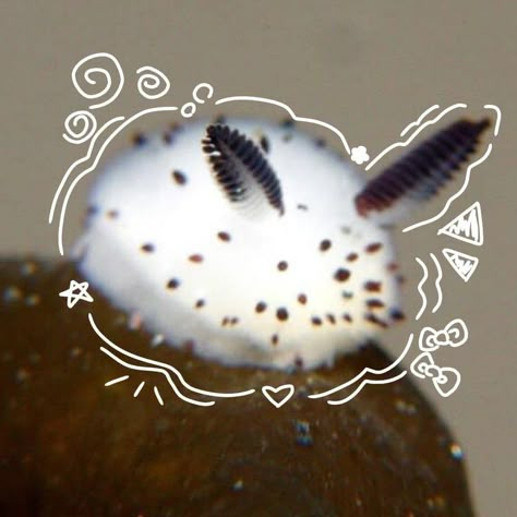 Seabunny Oc, Sea Bunny Aesthetic, Sea Bunny Pfp, Sea Bunny Art, Sea Bunny Oc, Bunny Sea Slug, Silly Sea Creatures, Sea Bunnies, Cool Sea Creatures