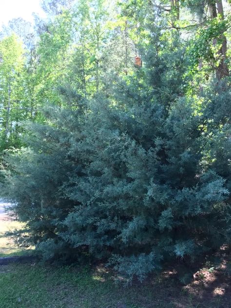 Carolina Cypress Tree, Carolina Sapphire Cypress Landscaping, Carolina Sapphire Cypress, Mcm Backyard, Cycas Plant, Creek Garden, Leyland Cypress, Backyard Garden Ideas, Backyard Plants