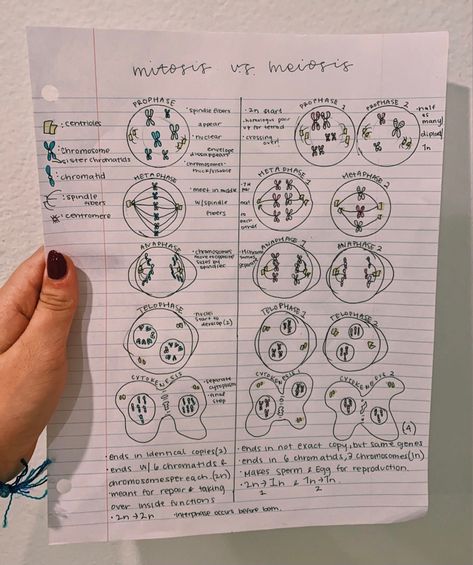 Mitosis Vs Meiosis Notes, Mitosis And Meiosis Notes, 12th Biology Notes, Meiosis Activity, Mind Maping, Study To Success, Mitosis And Meiosis, School Girly, Biology Teaching