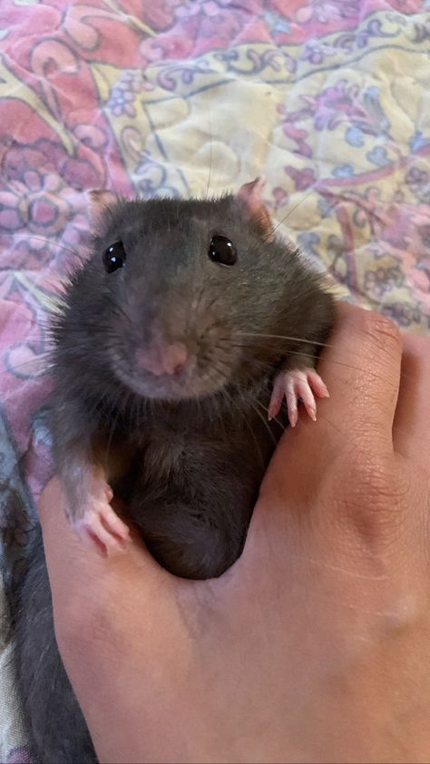 Rat Pfp, Cute Animal Pfp, Animal Pfp, Pet Aesthetic, Wojskowy Humor, Cute Animal Character, Fancy Rats, Rat Tattoo, Dumbo Rat