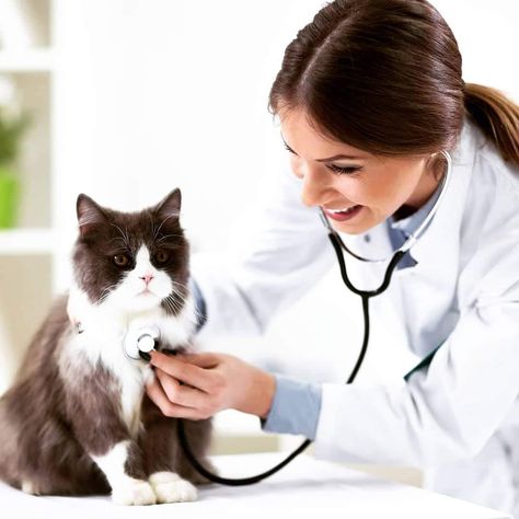 Cats can be low-maintenance animals overall, so some people forget it is equally important to take them in for yearly check-ups. Yesterday was National Take Your Cat To The Vet Day, so here's a reminder to book an appointment for your cat’s yearly check-up! When is the last time you took your pet for a check-up? Hospital Lighting, Veterinary Technician, Veterinary Hospital, Cat Travel, Veterinary Clinic, Medical Office, Healthy Pets, Pet Hacks, Office Lighting