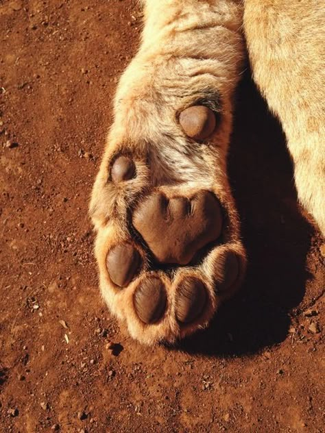 Dead Dog, Cat Anatomy, Lion Paw, Animal Anatomy, Animal Reference, Paw Pads, Animal References, That Feeling, Big Cat