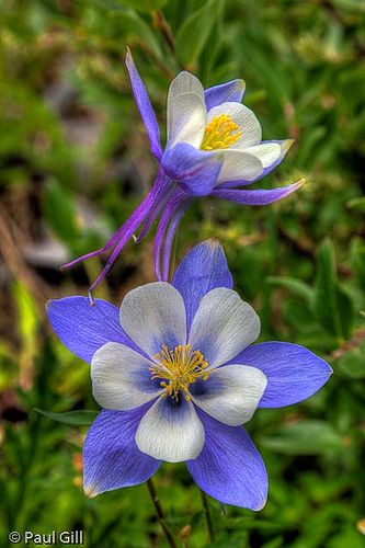 Columbines, Stony Pass, Rio Grande National Forest near SIlverton, Colorado   My favorite flower. Columbine Tattoo, Colorado Plants, Colorado Blue Columbine Tattoo, Flowers Native To Colorado, Wildflowers Of Colorado, Black Barlow Columbine, Colorado Flowers, Colorado Columbine, Colorado Blue Columbine