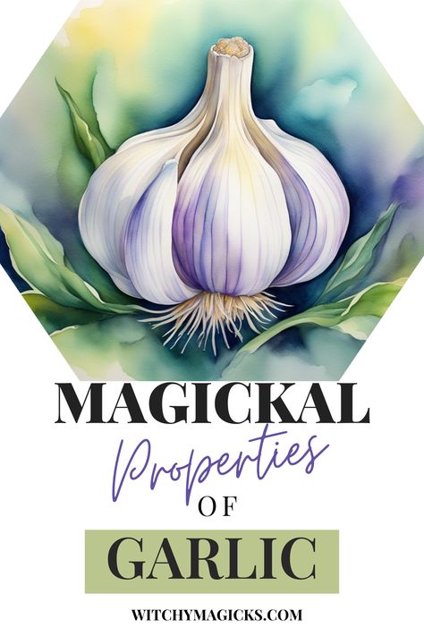 Discover the magickal properties of garlic! This potent herb is not only a culinary staple but also a powerful tool in spellcraft and rituals. Used for protection, healing, and purification, garlic is a must-have in any witch's toolkit. Learn how to incorporate garlic into your magical practices and enhance your spells with this ancient and revered herb. #HerbalMagic #Witchcraft #Spellcraft #GarlicMagic #ProtectionSpells Chili Pepper Magical Properties, Garlic Magical Properties, Herb Preservation, Purple Garlic, Herbs Magic, Hearth Witch, Garlic Supplements, Magickal Herbs, Herbal Magic For Wiccans