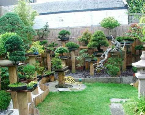 Bonsai Garden Ideas, Bonsai Orange Tree, Bonsai Bench, Beginner Bonsai, Outdoor Bonsai Tree, Flowering Bonsai Tree, Bonsai Display, Bonsai Tree Types, Courtyard Landscaping