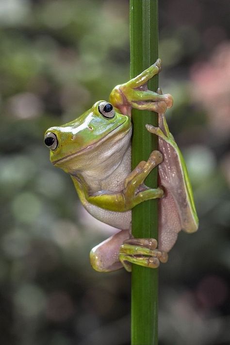 ♔ Grenouilles - Frogs Kambo Frog, Climbing Art, Green Tree Frog, Pet Frogs, Frog Pictures, Image Nature, Funny Frogs, Frog Art, Animal Reference