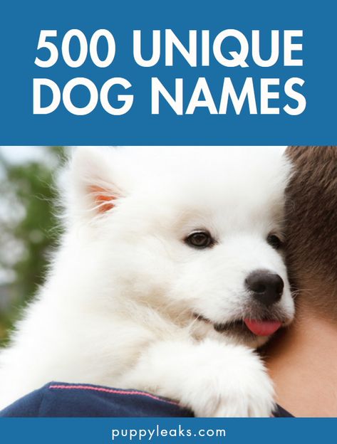 Are you looking for a unique dog name for your new best friend? If so you've come to the right place. To help you out I've put together a list of rare and standout dog names to get you started. From Abbott to Zuzu, here's 5oo unique dog names. Alcohol Dog Names, Funny Names For Dogs, List Of Dog Names Numbered, Rare Dog Names, Dog Names Food Related, Funny Girl Dog Names, Heinz 57, Dog Advice, Dog Health Care