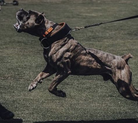 Cane Corso Guard Dog, Guard Dog Aesthetic, Cane Corso Aesthetic, Massive Dogs, Gucci Aesthetic, Cane Corso Mastiff, Protection Dogs, Cane Corsos, Mastiff Mix