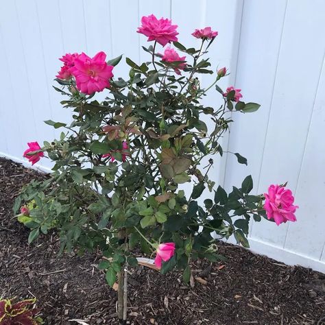 How And When To Prune Knockout Roses Pruning Knockout Roses In Spring, How To Prune Knockout Roses, Pruning Roses In Fall, Knock Out Roses Landscape Ideas, Prune Knockout Roses, Pruning Knockout Roses, Knockout Rose Tree, When To Prune Roses, Pruning Roses