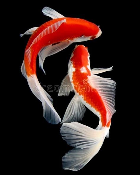 @the.libra.lounge on Instagram: “Swimming #popphotography #popartphotography #koi #fish #stilllife” Koi Fish Gold, Karp Koi, Ikan Air Tawar, Common Carp, Coy Fish, Koi Painting, Koi Fish Drawing, Koi Art, Carpe Koi