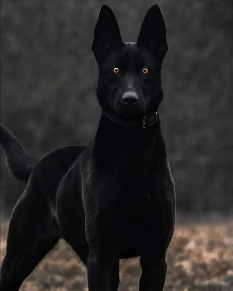 Scary German Shepherd Dogs, Belgian Shepherd Black, Belgian Malinois Scary, Black Malinois Dog, Black Malinois, German Malinois, Dogs Reference, Large Black Dog, Black Belgian Malinois