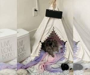 View Ad: Pomeranian Puppy for Sale near Texas, DALLAS, USA. ADN-51424 Black Pomeranian Puppies, Cozy Tent, Dog Teepee, Canvas Teepee, Cat Teepee, Black Pomeranian, Blackboard Chalk, Bed For Cats, Pet Teepee