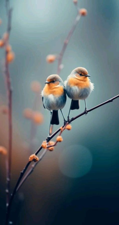 Iphone Wallpaper Fire, Mobile Birds, Birds Sitting, Birds Wallpaper, Clay Bird, Peaceful Moments, Wallpaper Instagram, Hipster Wallpaper, Bird Hunting