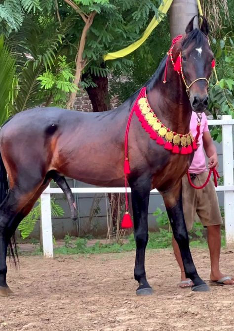 Big Horse Breeds, Marwari Horse, Bay Stallion, Male Horse, Marwari Horses, Arabian Stallions, Beautiful Horse Pictures, Big Horses, Most Beautiful Horses