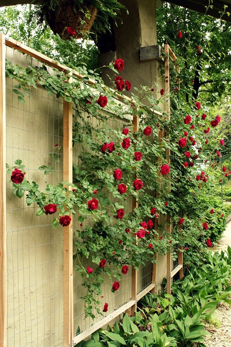 how to make a custom rose trellis | www.annaleahart.com/2011… | Flickr Roses Growing, Nails Tools, Diy Garden Trellis, Wall Climbing, Wall Fence, Rose Trellis, نباتات منزلية, Ten Ten, Diy Trellis