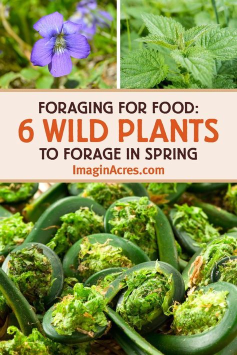 Some of the most productive and easily accessible wild edibles emerge in spring in New England. Edible wild plants are growing all around us, even in your own backyard. Read on to discover 6 wild plants to forage for in spring. Spring Foraging, Nettle Recipes, Growing Chives, Wild Food Foraging, Edible Wild Plants, Diy Herb Garden, Foraged Food, Herb Garden Design, Survival Gardening