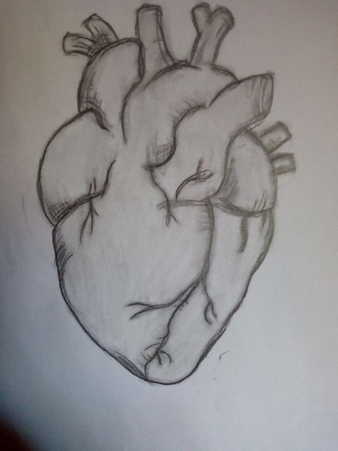 Human Heart Drawing Aesthetic, Aesthetic Drawings Pencil, Heart Sketch Aesthetic, Heart Drawing Aesthetic, Art Inspiration Drawing Ideas, رسم كاريكاتير, Easy Love Drawings, Seni Dan Kraf, Cool Pencil Drawings