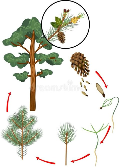 Plant Diagram, Stages Of Plant Growth, Life Cycles Preschool, Tree Life Cycle, Plant Lessons, Environmental Posters, Homeschool Nature Study, Preschool Prep, Montessori Elementary