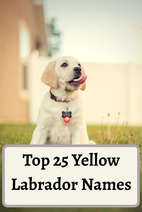 English Yellow Lab, Yellow Labs Dogs, Lab Puppy Names, Lab Puppies Yellow, Golden Labrador Puppy, English Labrador Retriever, English Lab Puppies, Yellow Lab Names, Labs Dogs