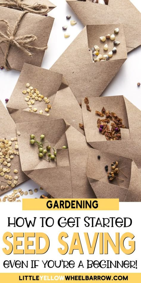 Saving Seeds From Vegetables, Seeds From Vegetables, How To Save Seeds, Germinate Seeds, Save Seeds, Saving Seeds, Seed Storage, Beginner Gardening, Survival Gardening