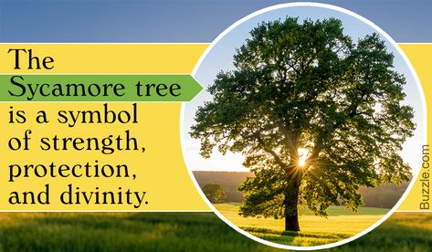 Stupefying Sycamore Tree Facts That Will Leave You Amazed Tree Symbolism Meaning, Sycamore Tree Tattoo, Rowan Tree Meaning, Sycamore Tree Meaning, Herbalism Recipes, Orris Root Magical Properties, Sycamore Tree Leaf, Tree Facts, Tree Meanings