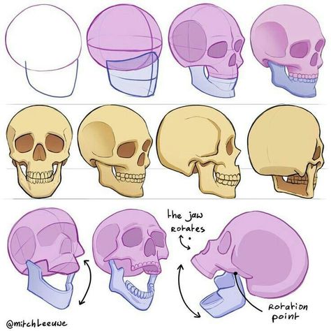 Skull Reference Anatomy, Cartoon Heads, Studying Drawing, Mitch Leeuwe, Twitter Drawing, Skull Anatomy, Head Anatomy, Skull Reference, Skull Sketch