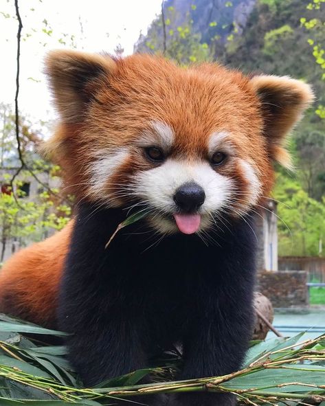 Red Panda Cute, Red Panda Baby, Beautiful Valley, Panda Cute, Six Senses, Cute Small Animals, Red Pandas, Cute Animals Images, Pretty Animals