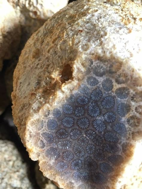 Rm 2022, Fossil Hunting, Fossil Bones, Rocks And Fossils, Rock Hunting, Fossilized Coral, Petoskey Stone, Geology Rocks, Pretty Rocks