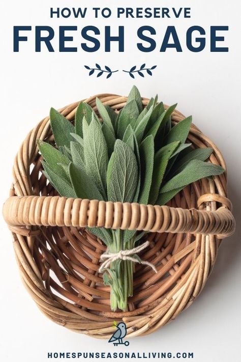 Preserve your fresh sage with one of these easy methods to eat it all winter long and use it for it's health benefits. Storing Fresh Sage, Preserving Sage Leaves, Preserving Fresh Sage, How To Freeze Sage Leaves, Sage Preserving, How To Preserve Sage, How To Preserve Fresh Sage, What To Do With Fresh Sage, Recipes Using Fresh Sage