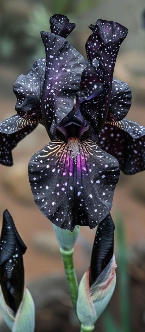 Goth Flowers, Iris Flowers Garden, Goth Garden, Strange Flowers, Gothic Garden, Iris Garden, Black Garden, Black Iris, Unusual Plants