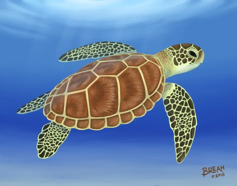 Turtle Species, Sea Turtle Species, Sea Turtle Drawing, Marine Reptiles, Sea Turtle Painting, Turtle Images, Turtle Rock, Turtle Crafts, Baby Sea Turtles