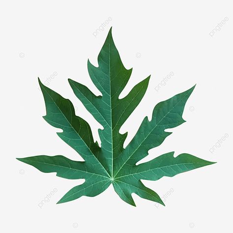 Papaya Tree Illustration, Papaya Tree Drawing, Papaya Leaves, Leaf Drawings, Papaya Leaf, Background Leaf, Draw Leaf, Leaves Texture, Papaya Art