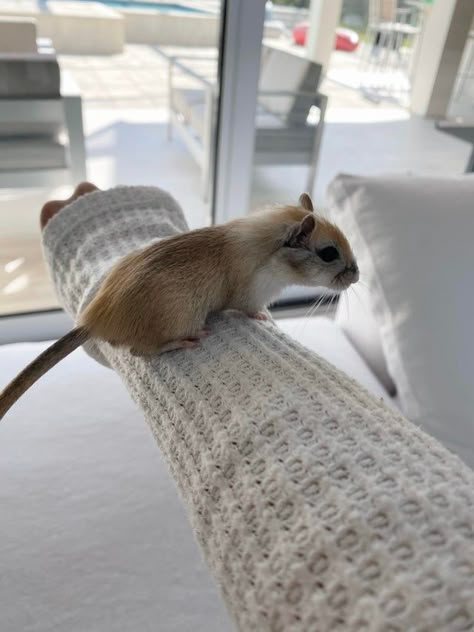 Gerbil Aesthetic, Gerbils Cute, Cute Gerbils, Pet Gerbils, Gerbil Cage Ideas, Hamster Aesthetic, Rodent Pets, Gerbil Cages, Pet Rodents