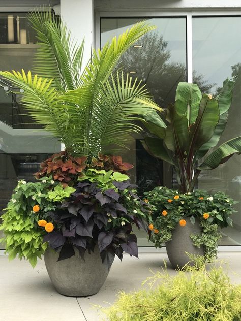 Summer planters for full sun with Majesty Palm, Coleus, Sweet Potato Vine, Mezoo, Marigolds, and Red Banana Full Sun Planters, Planters For Shade, Summer Planters, Majesty Palm, Red Banana, Outside Inspiration, Summer Planter, Summer Deck, Outdoor Planter Boxes