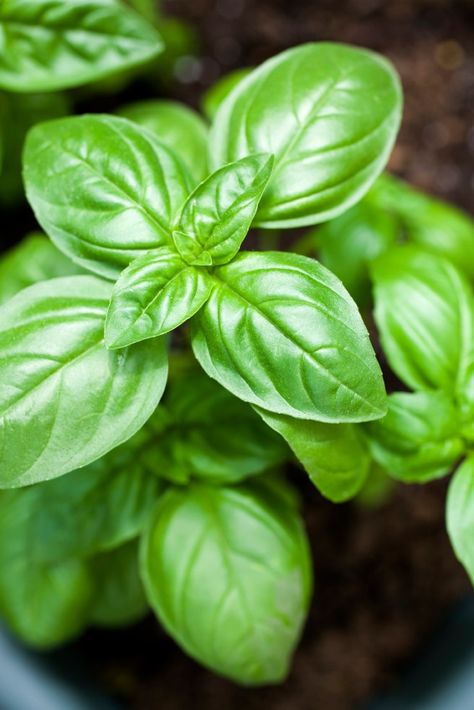 Basil Home Remedy For Headache, Basil Essential Oil, Growing Basil, Natural Headache Remedies, نباتات منزلية, Basil Plant, Mosquito Repelling Plants, Healthy Food Facts, Organic Essential Oils